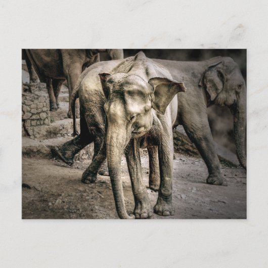 Carte Postale Remerciements (Devant)