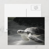 Carte Postale Remerciements du réservoir de tortue (Devant / Derrière)