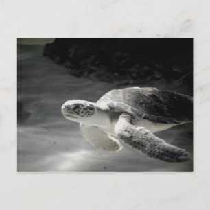 Carte Postale Remerciements du réservoir de tortue