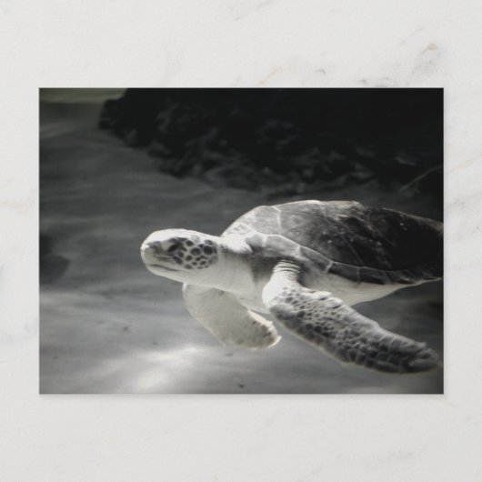 Carte Postale Remerciements du réservoir de tortue (Devant)