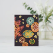 Carte postale Remix Sea Squirt (Debout devant)