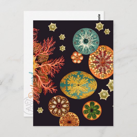 Carte postale Remix Sea Squirt (Devant / Derrière)