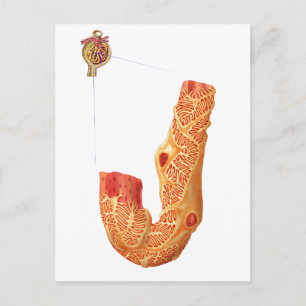 Carte Postale Renal Corpuscle Et L'Membrane De Filtration