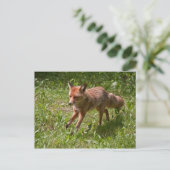 Carte Postale Renard (Debout devant)