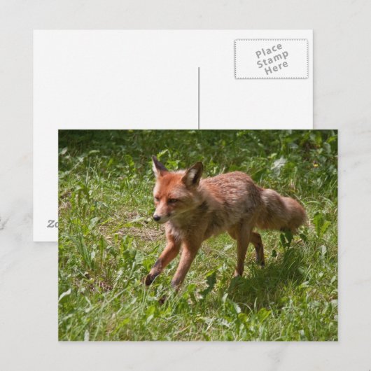 Carte Postale Renard (Devant / Derrière)