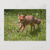 Carte Postale Renard (Devant)