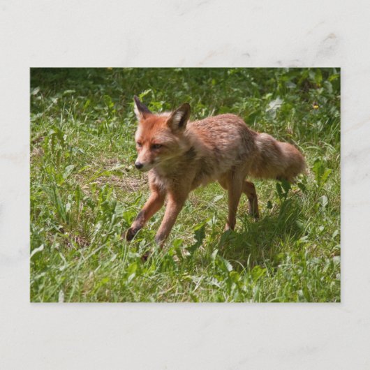 Carte Postale Renard (Devant)