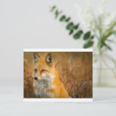 Carte Postale renard (Debout devant)