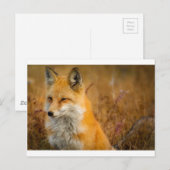 Carte Postale renard (Devant / Derrière)