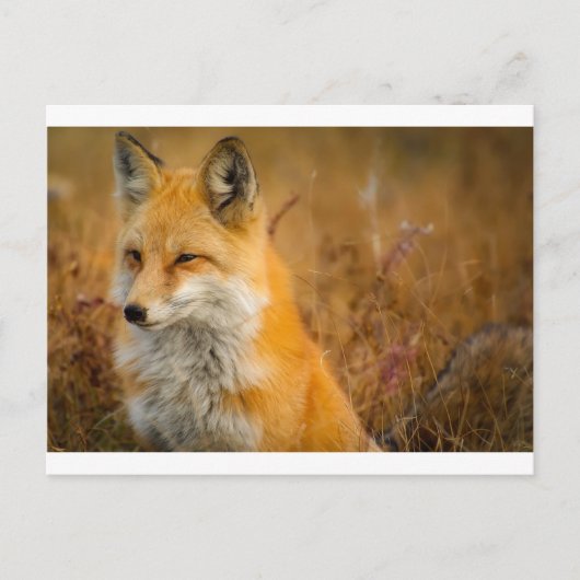 Carte Postale renard (Devant)