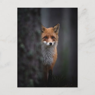 Carte Postale renard