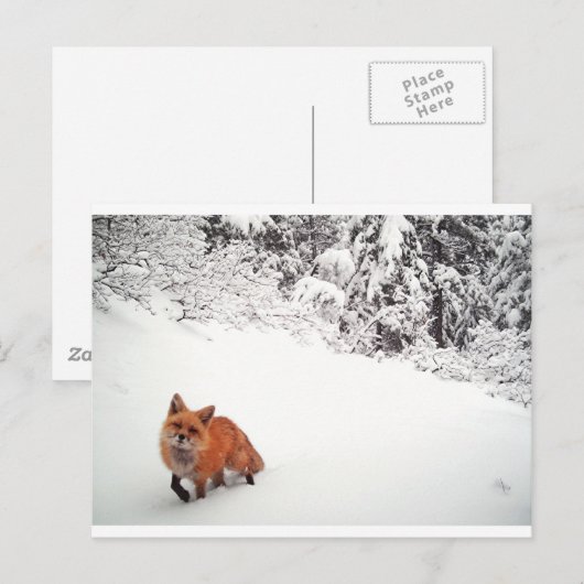 Carte Postale Renard (Devant / Derrière)