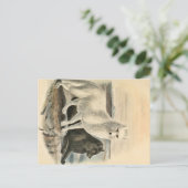 Carte Postale Renard Arctique (Debout devant)