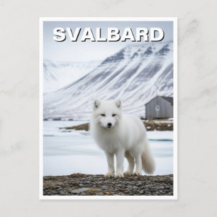 Carte Postale Renard arctique à Svalbard Norvège