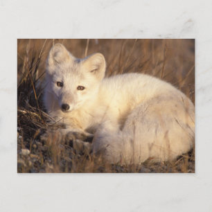 Carte Postale renard arctique, Alopex lagopus