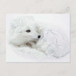 Carte Postale Renard arctique roulé en boule en hiver