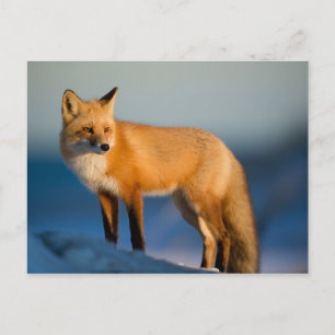 Carte Postale Renard Brown