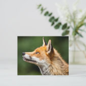 Carte Postale Renard cherchant (Debout devant)