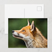 Carte Postale Renard cherchant (Devant / Derrière)