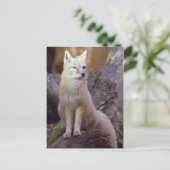 Carte Postale Renard corse (Debout devant)