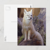 Carte Postale Renard corse (Devant / Derrière)