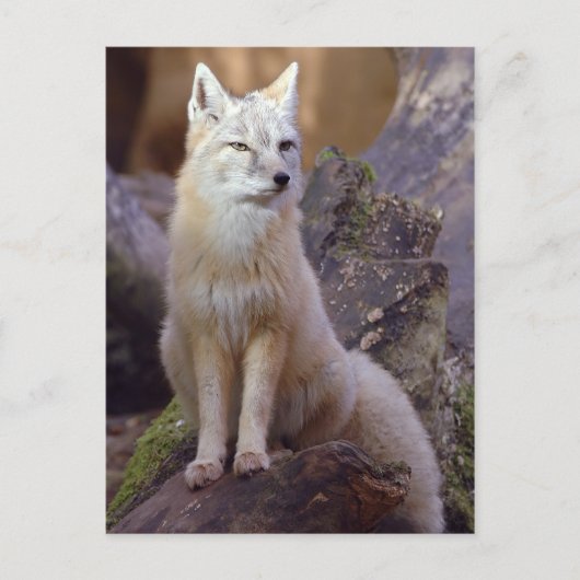 Carte Postale Renard corse (Devant)