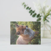 Carte Postale Renard curieux (Debout devant)
