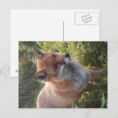 Carte Postale Renard curieux (Devant / Derrière)