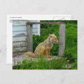 Carte Postale Renard d'Aléoutine en Alaska (Devant / Derrière)