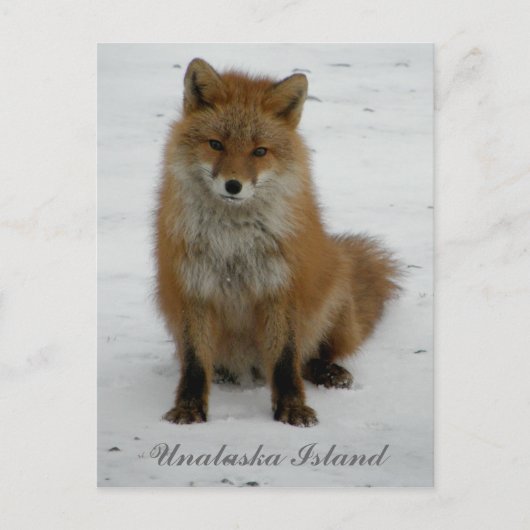 Carte Postale Renard d'Aléoutine en hiver, île de l'Unalaska (Devant)