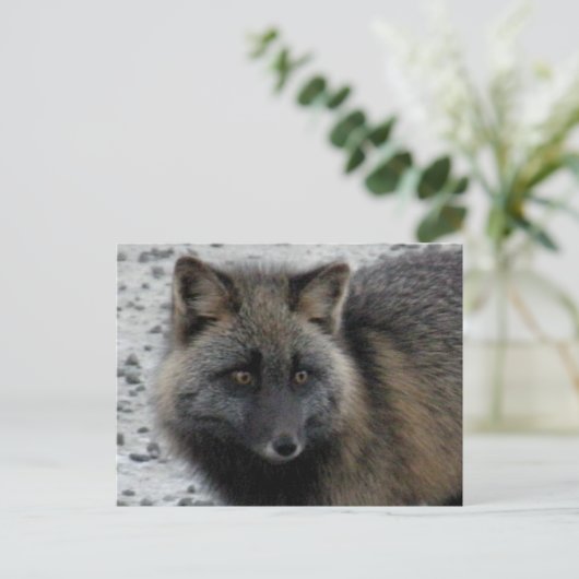 Carte Postale Renard d'Aléoutine sur l'île Unalaska (Debout devant)