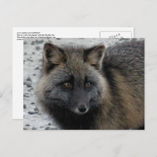 Carte Postale Renard d'Aléoutine sur l'île Unalaska (Devant / Derrière)