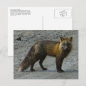 Carte Postale Renard d'Aleutian sur la route, île Unalaska (Devant / Derrière)