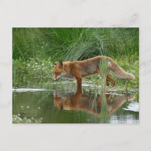 Carte Postale Renard dans l'étang (Devant)