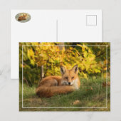 Carte Postale Renard d'automne (Devant / Derrière)