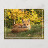 Carte Postale Renard d'automne (Devant)