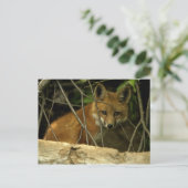 Carte Postale renard de bébé par trou (Debout devant)