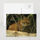 Carte Postale renard de bébé par trou (Devant / Derrière)
