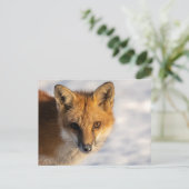 Carte Postale Renard de nez gelé (Debout devant)