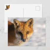 Carte Postale Renard de nez gelé (Devant / Derrière)