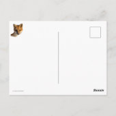 Carte Postale Renard de nez gelé (Dos)
