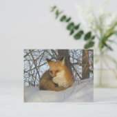Carte Postale Renard de repos (Debout devant)