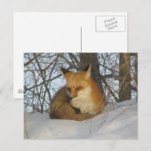 Carte Postale Renard de repos (Devant / Derrière)