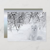 Carte Postale Renard des neiges dans les bois d'hiver (Devant / Derrière)