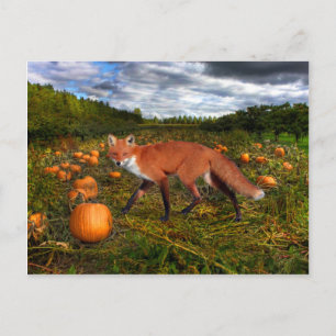 Carte Postale "Renard d'octobre"