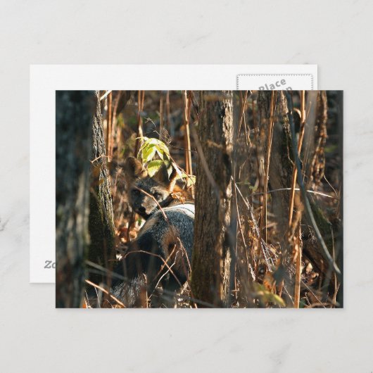 Carte Postale renard en catimini (Devant / Derrière)