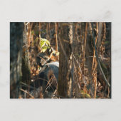 Carte Postale renard en catimini (Devant)