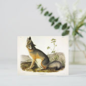 Carte Postale Renard rapide (Vulpes Velox) des Quadrupeds d'Audu (Debout devant)