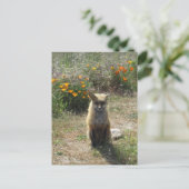 Carte Postale Renard rouge (Debout devant)