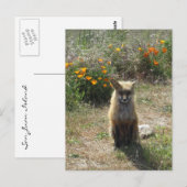 Carte Postale Renard rouge (Devant / Derrière)